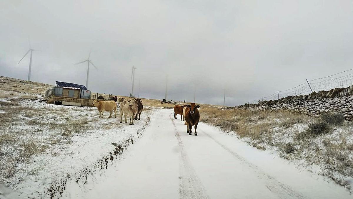 Vacas en el Mas de Torre Miró, con el parque eólico de fondo. A la derecha,  Olocau del Rey, con los caballos buscando brotes en la nieve. | J. ORTÍ