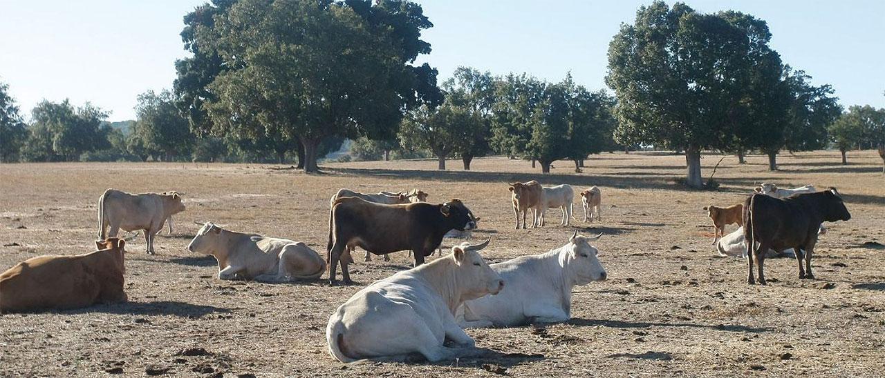 Ganado vacuno en una finca de la provincia.