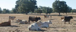 El drama de la sequía: los ganaderos de Zamora empiezan a sacrificar vacas