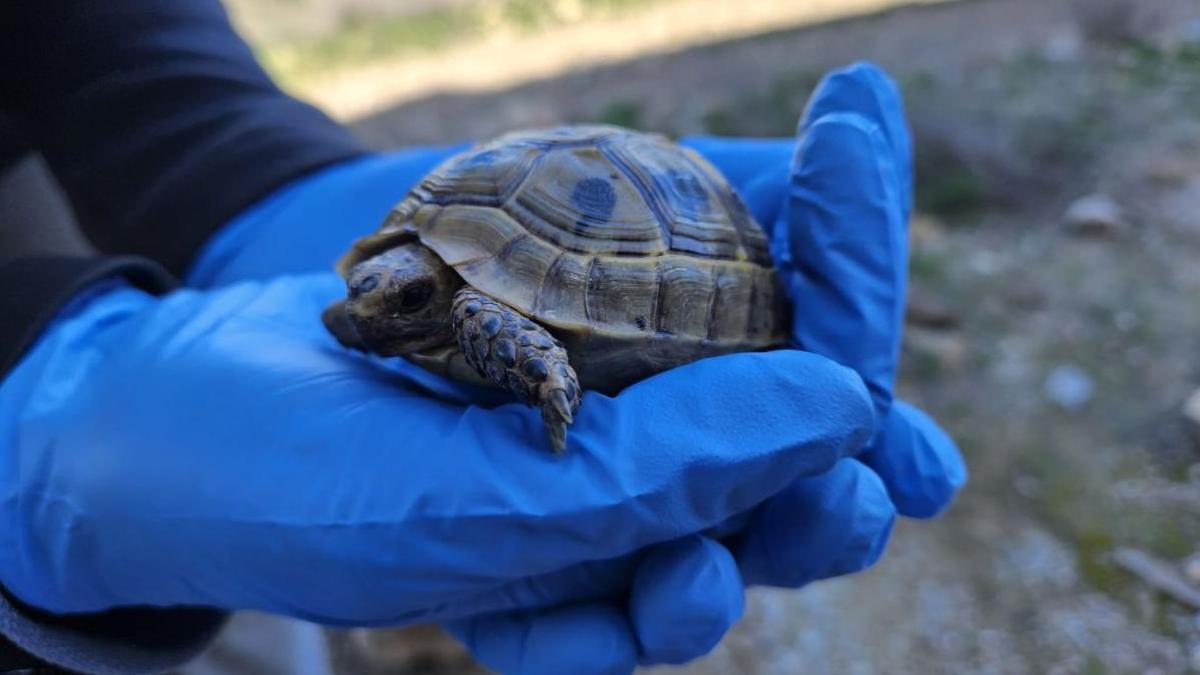 Proteger la Tortuga mora en el sureste de la Península lleva siendo objeto de estudio de la UMH de Elche desde el siglo pasado