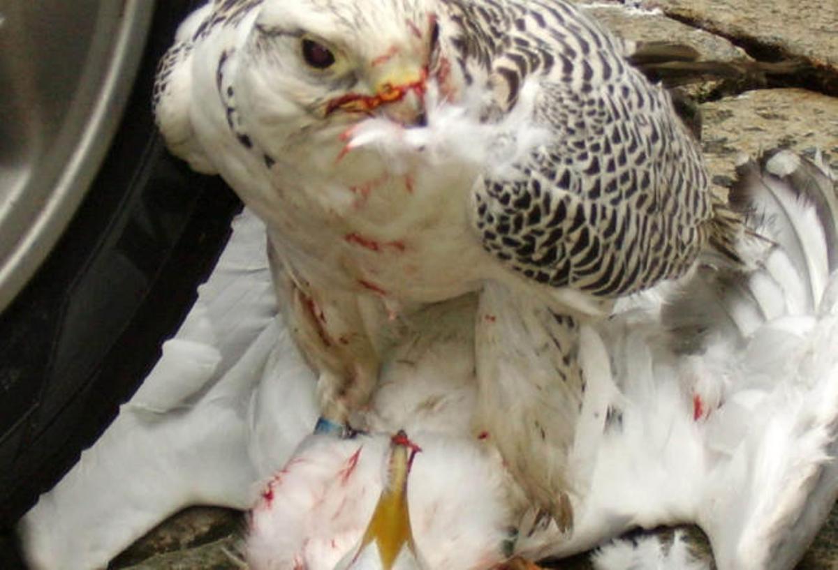 Un halcón de Alvedro, de caza en la Ciudad Vieja