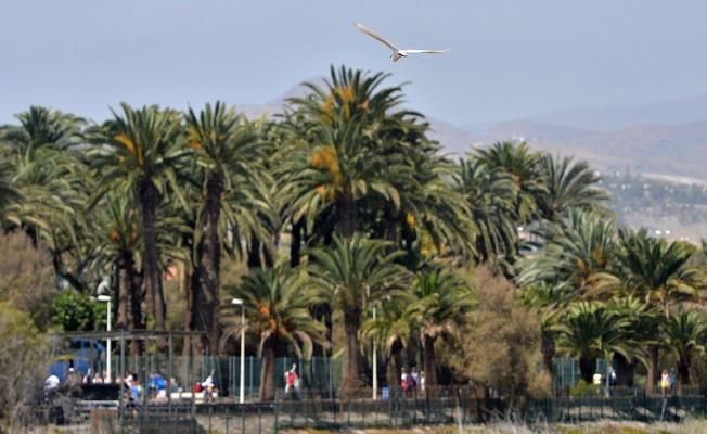 BORRASCA CHARCA MASPALOMAS REBOSO