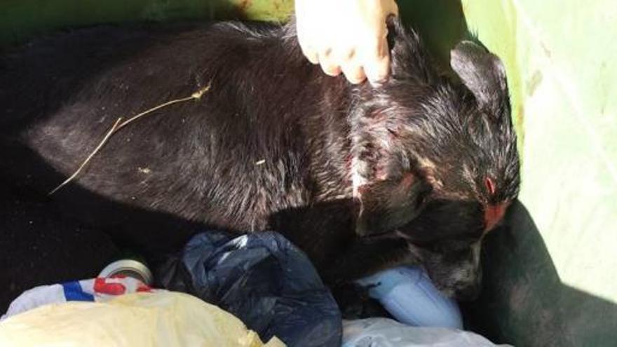 Hallan en un contenedor a un perro con una bolsa en la cabeza y brutalmente apaleado