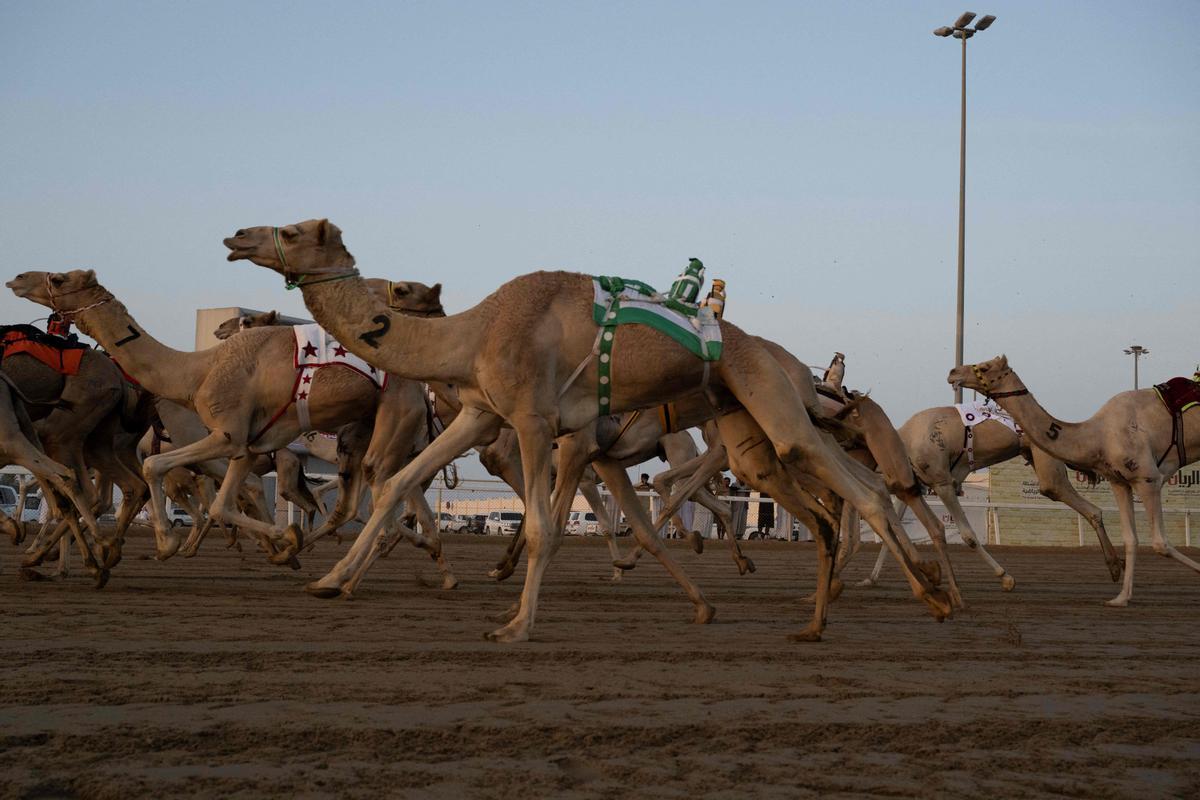 Carrera de camellos con jinetes-robot en Al Sheehaniya (Doha).