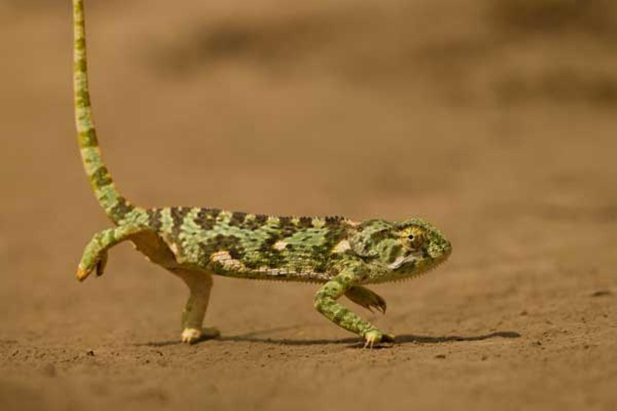 Camaleón caminando a través del Parque Nacional del Serengeti en Tanzania.
