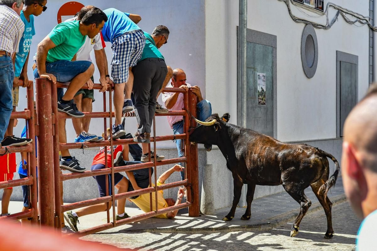 Encierro de las vaquillas de El Viso