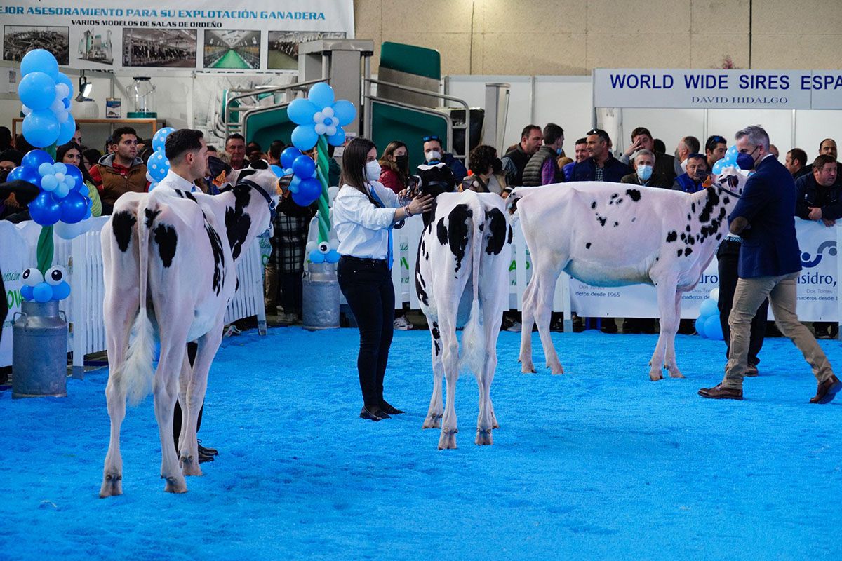 Feria de ganado vacuno holstein en Dos Torres