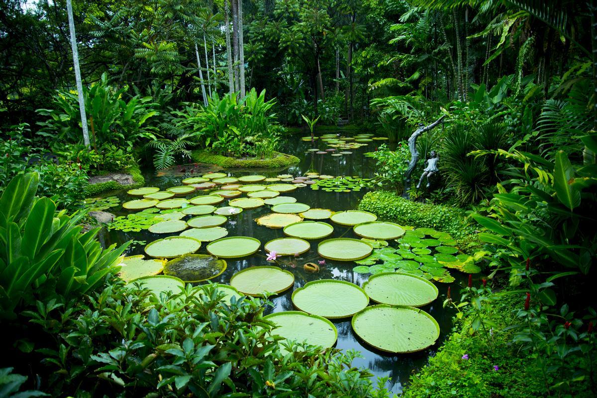 Jardín Botánico de Singapur.