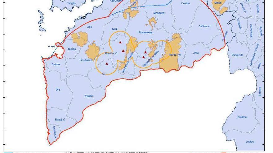 La plaga del nematodo del pino se extiende y Medio Rural pone en cuarentena a la mitad sur de Pontevedra