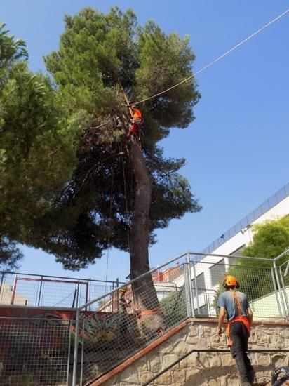 Tala d''arbres a la Renaixença