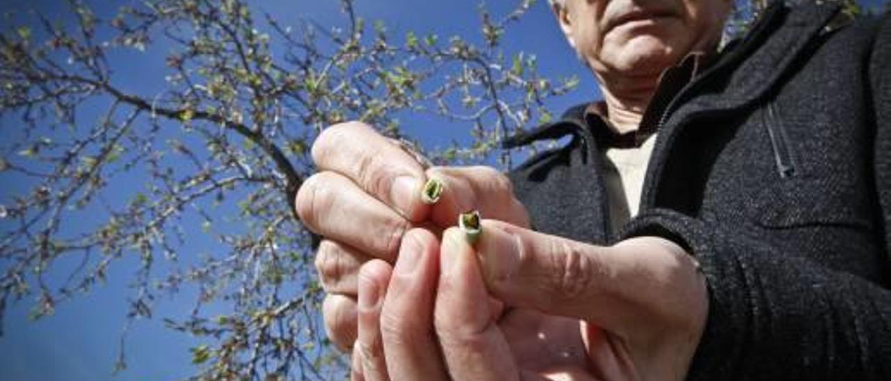 Los productores de almendras elevan a 7,5 millones de euros las pérdidas por las heladas