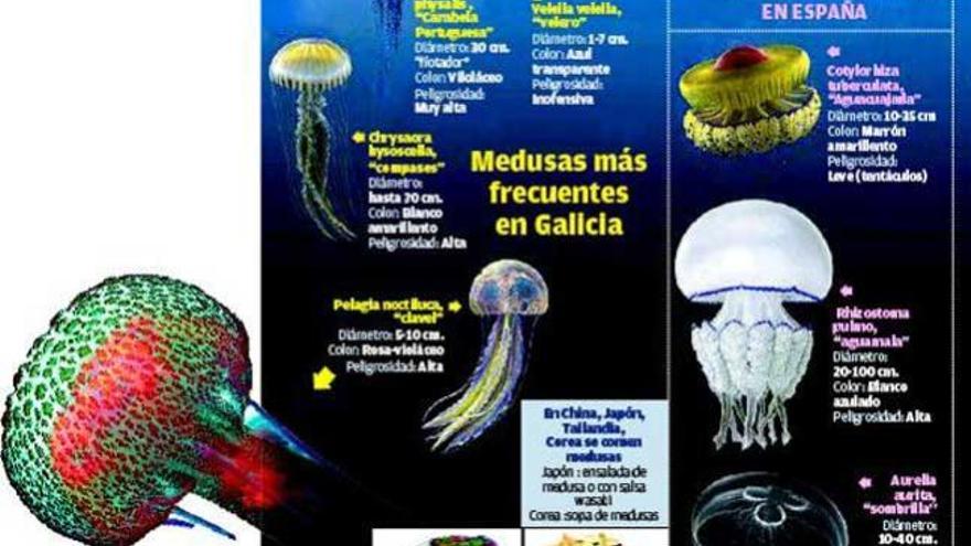 Medusas más frecuentes en Galicia en España. //Simón Espinosa