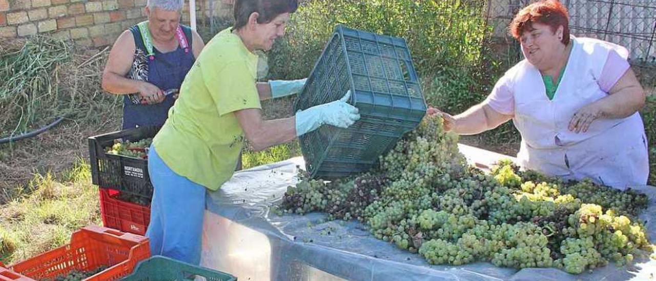 Varias mujeres seleccionan las uvas tras la vendimia en la parroquia de O Hío. // Santos Álvarez