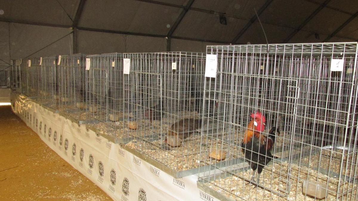 Ejemplares de gallinas ya preparadas para la celebración de la feria avícola utrerana. / V.C.