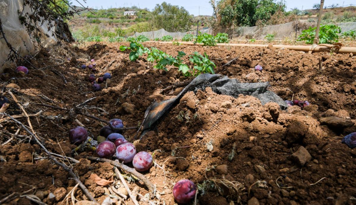 La agricultura perdió empleo el pasado año.