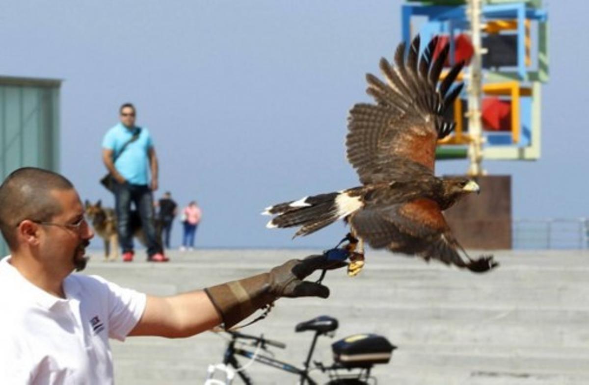 LAS PALMAS PALOMAS