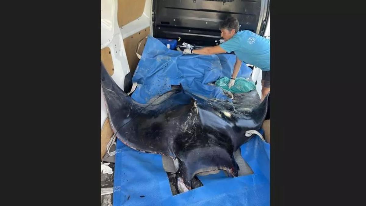 La raya encontrada en Illetes es un macho joven