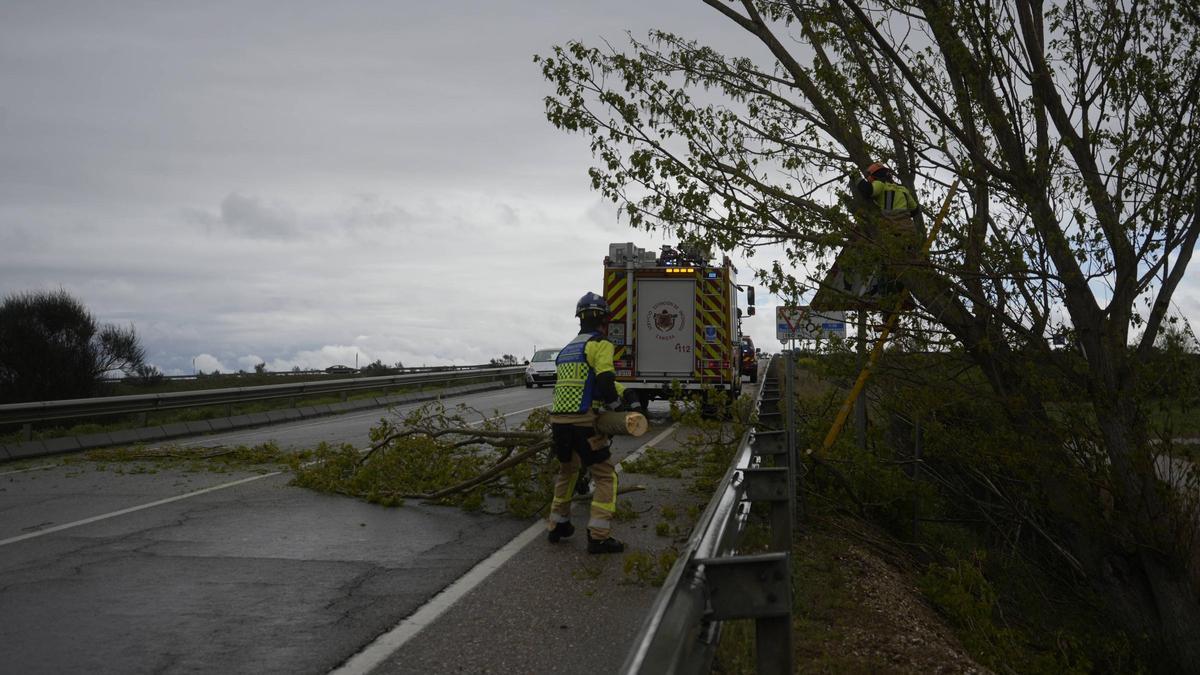 Los bomberos retiran un árbol tumbado por el viento