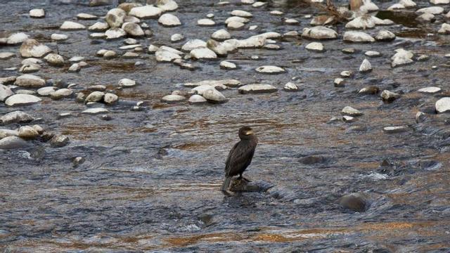 Un cormorán en el río Nalón