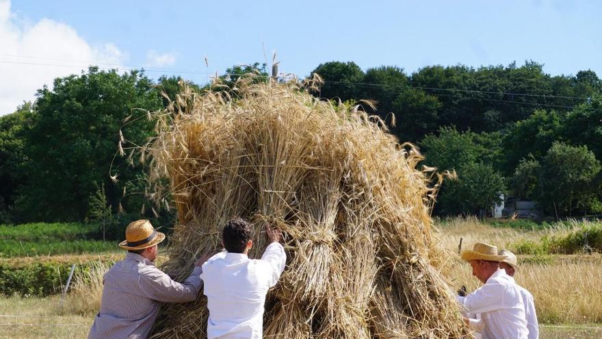 Lalín acoge la XXVII Malla Tradicional de Codeseda para revivir el ciclo agrario