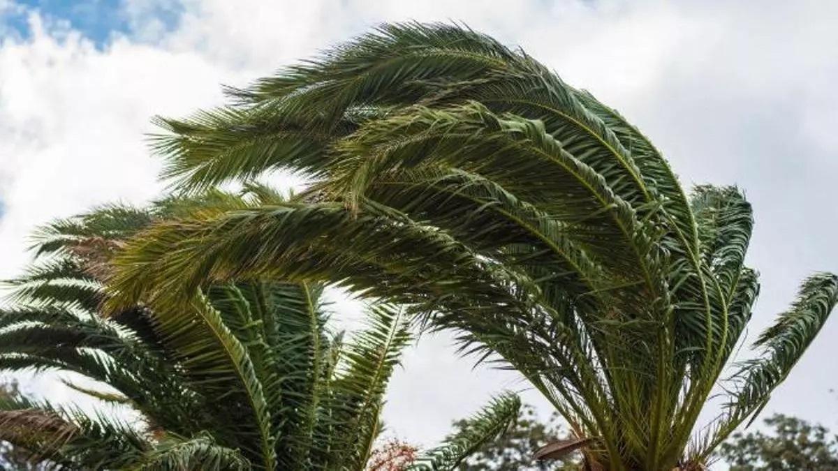 Hojas de palmera movidas por el fuerte viento.