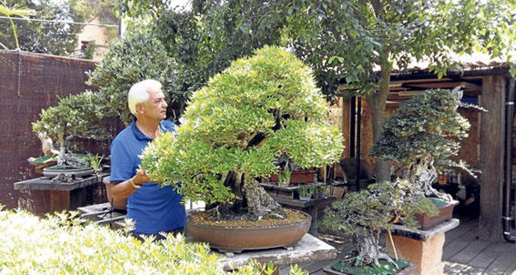bonsai koi Bonsai