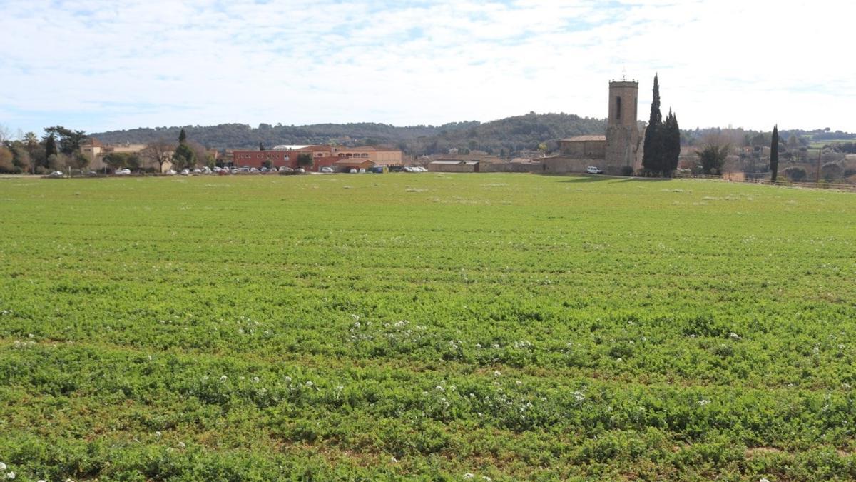 Un dels conreus de Monells que participen en el projecte europeu LIFE AgroForAdapt