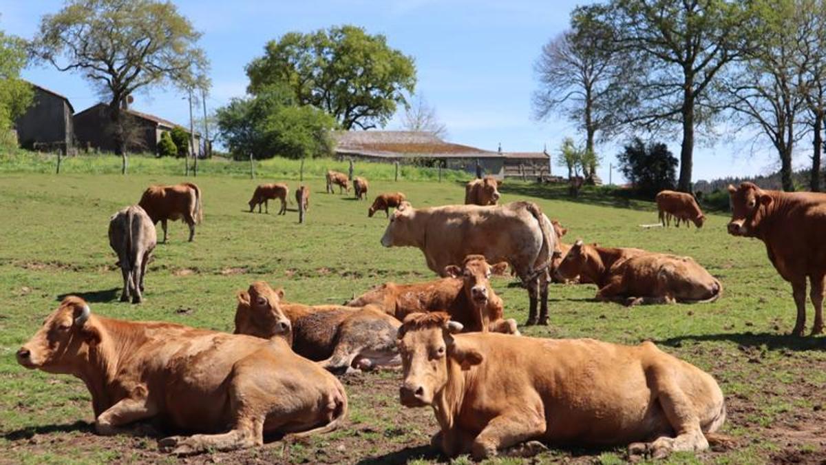 Vacas destinadas al mercado de la carne