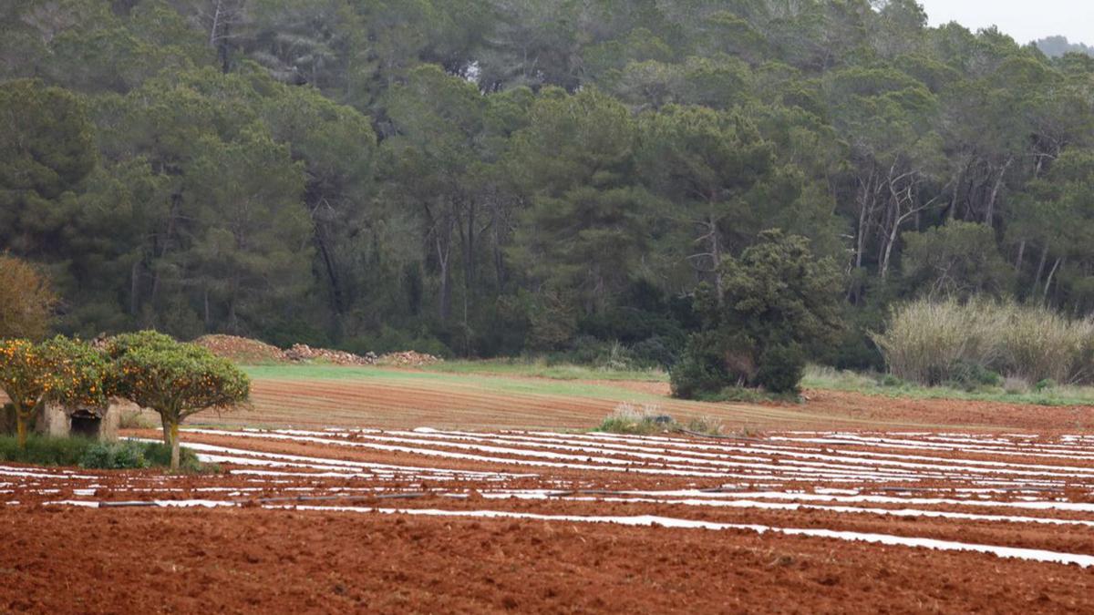 Los costes de producción es unos de los temas que se analizará el miércoles. | VICENT MARÍ