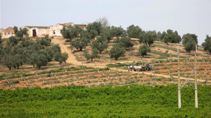 Extremadura paga dos millones de euros en ayudas al olivar ecológico