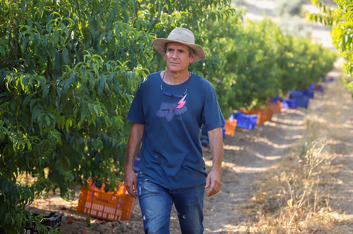 La finca La Veguilla se encuentra en plena recolección