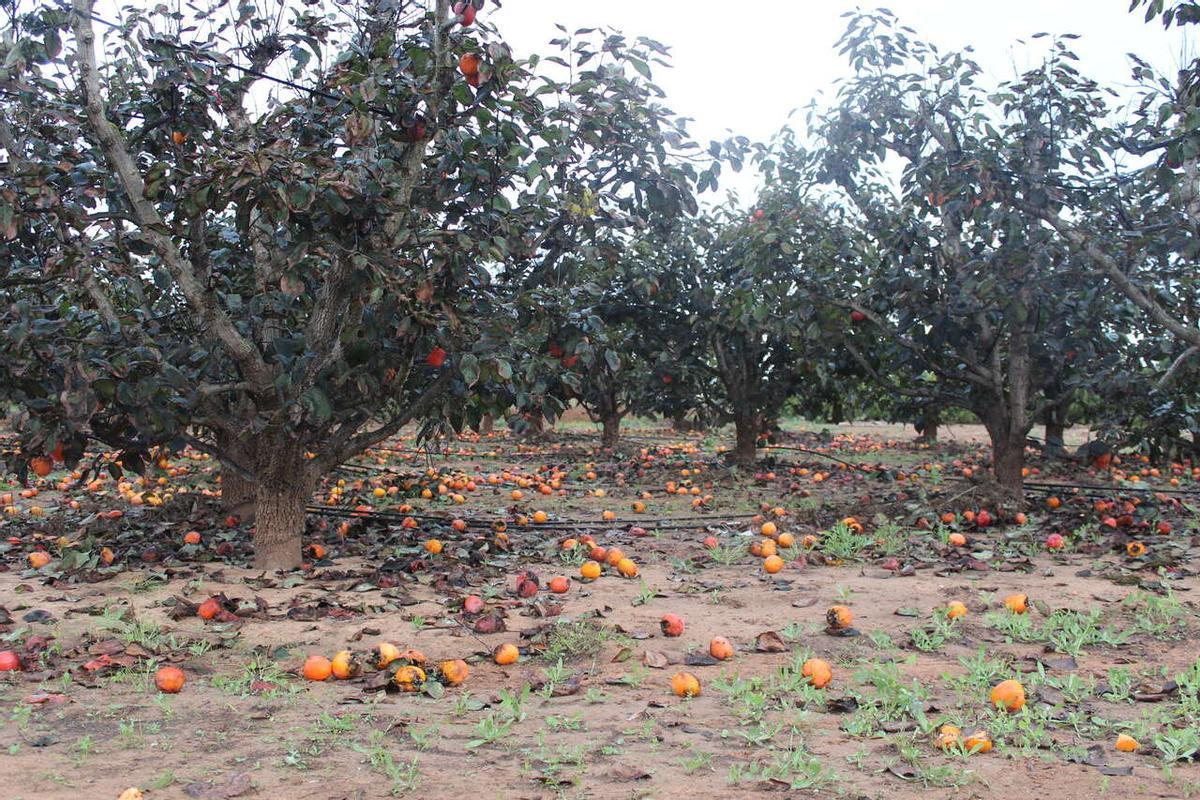 Los efectos de la dana siguen impactando en la agricultura valenciana