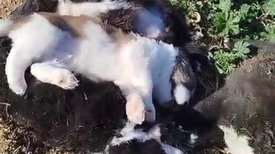Matan a golpes a cinco cachorros en un refugio de un pueblo de Badajoz