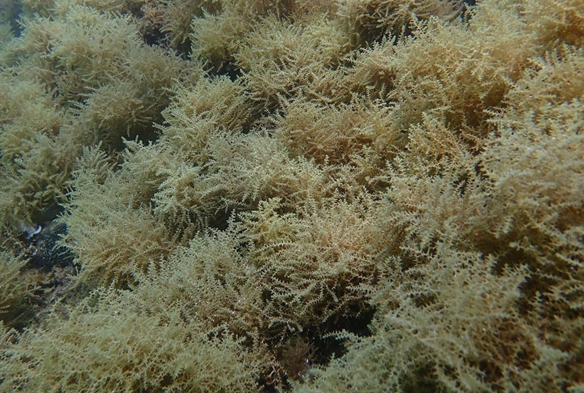 Un estudi alerta que en les àrees marines no es protegeix la diversitat genètica d’espècies