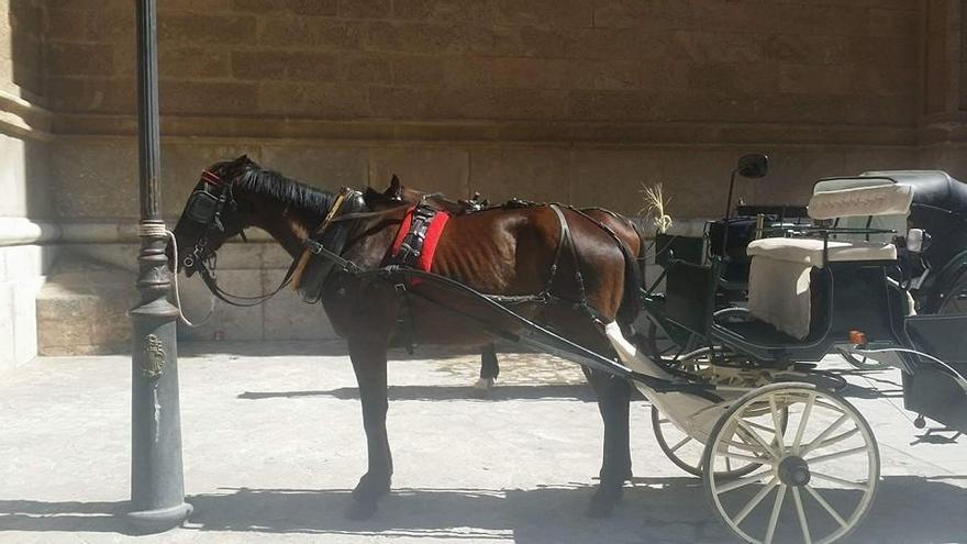 Un caballo a pleno sol atado a una farola junto a la Catedral.