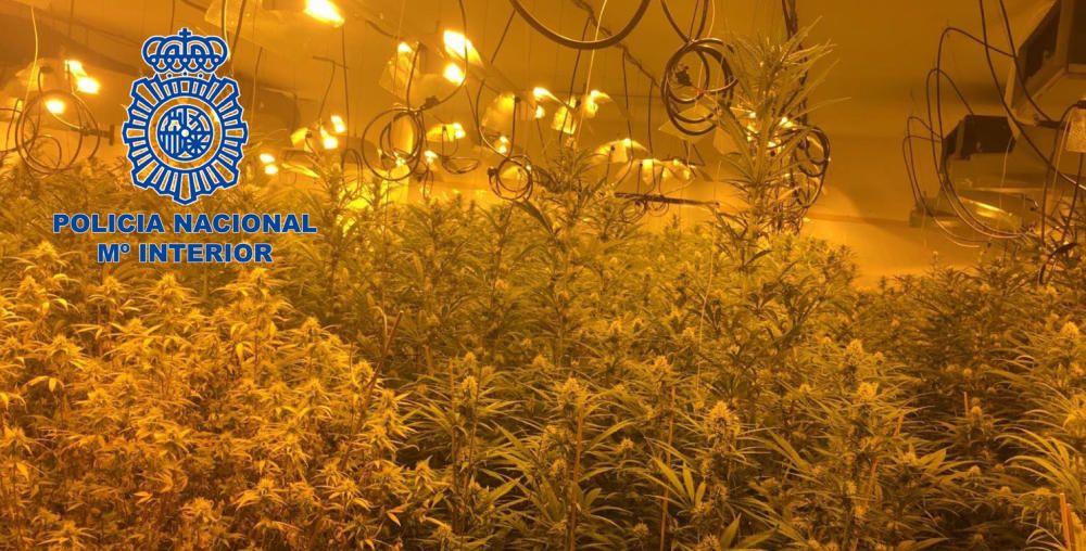 Las investigaciones dieron como fruto la localización de varias plantaciones de marihuana en las provincias de Alicante, Málaga y Barcelona
