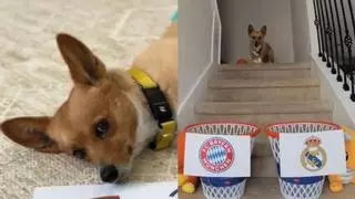 Este perro arrasa en redes por predecir al ganador de la Champions... no te imaginas lo que pasa