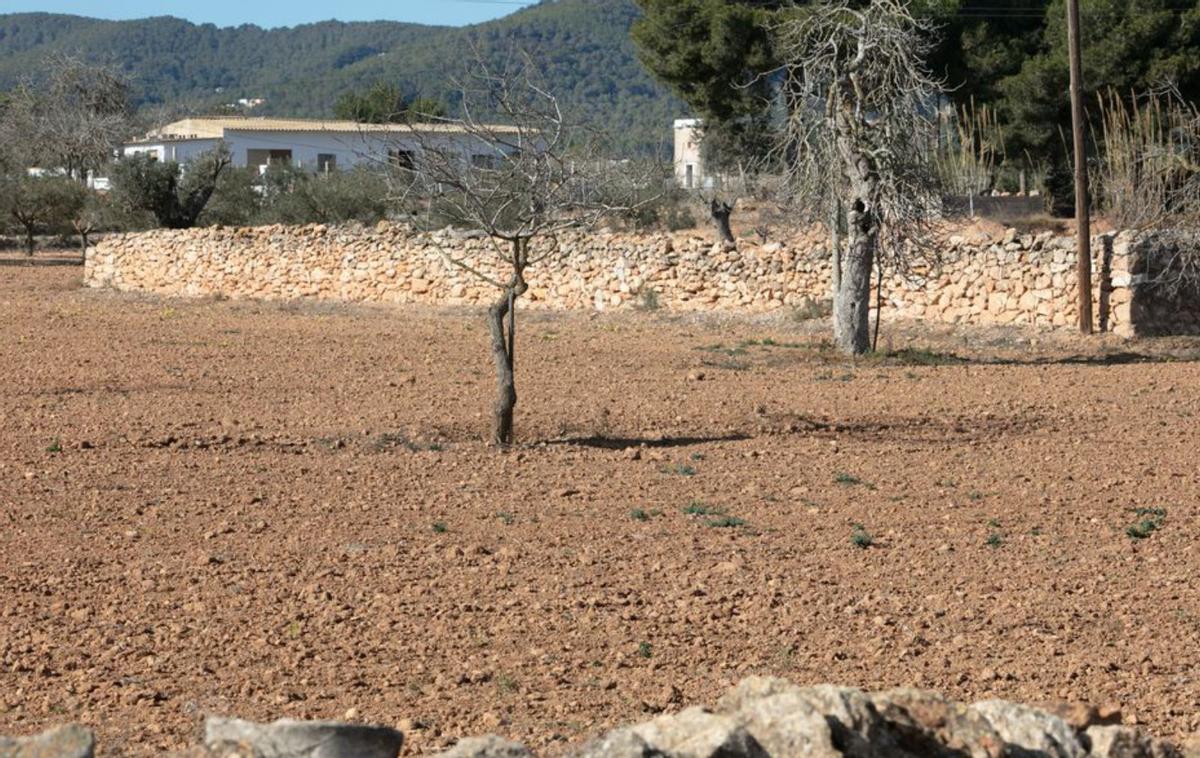 Una finca reseca en el camí vell de Sant Mateu. | VICENT MARÍ