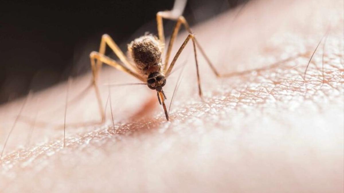 Las picaduras de mosquitos pueden llegar a ser muy molestas, de tal forma que es necesario saber cómo ahuyentarlos con remedios naturales.