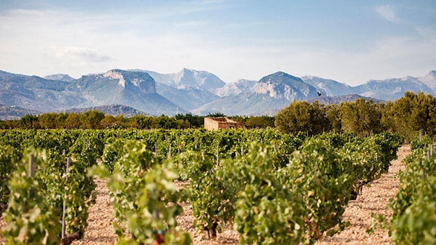 Las bodegas han iniciado un servicio de venta y entrega a domicilio.