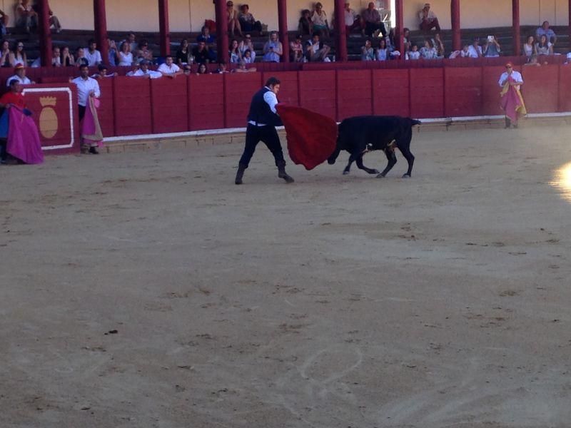 Fiestas en Toro | Becerrada de las peñas