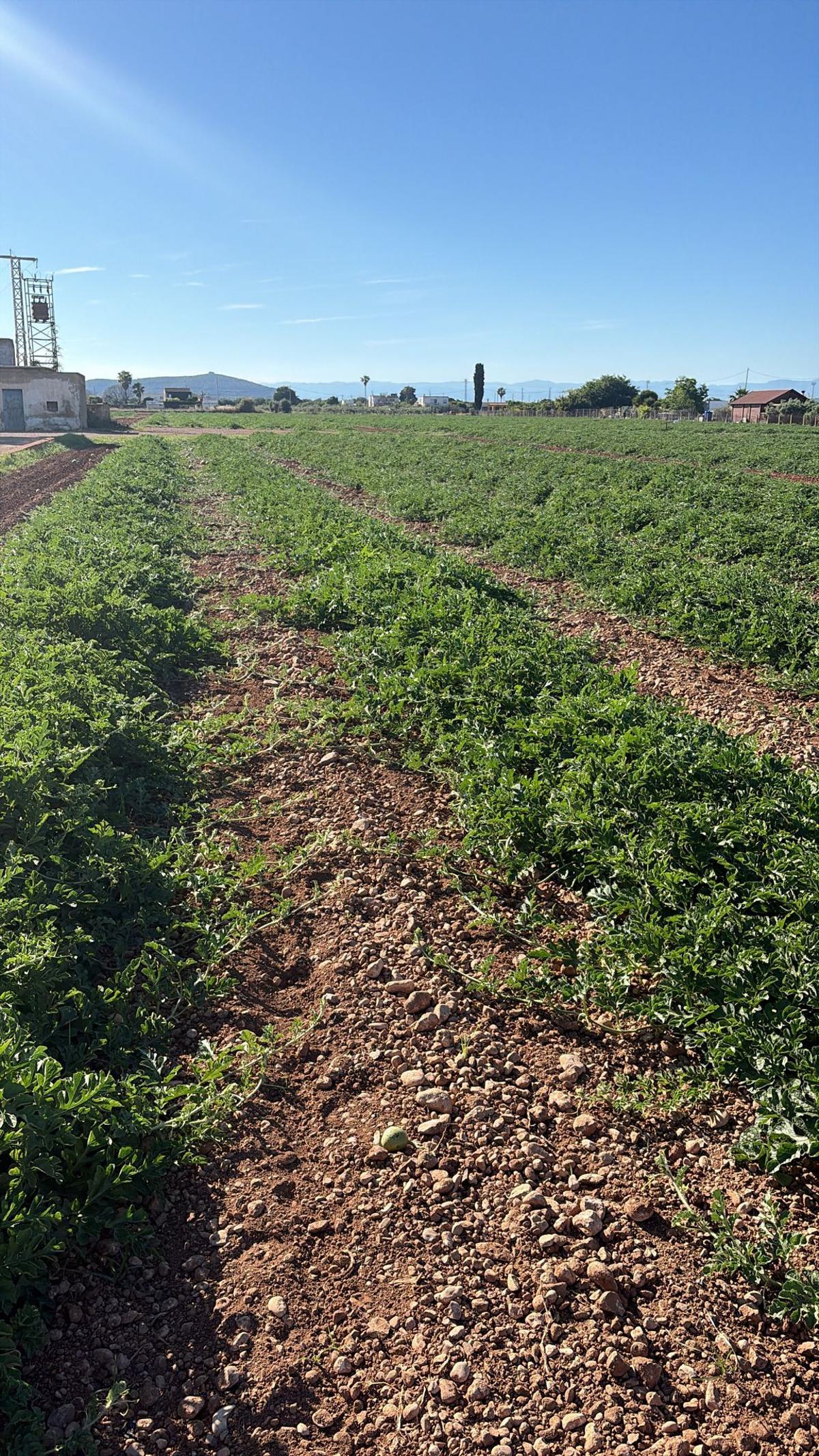 Finca en Castellón.