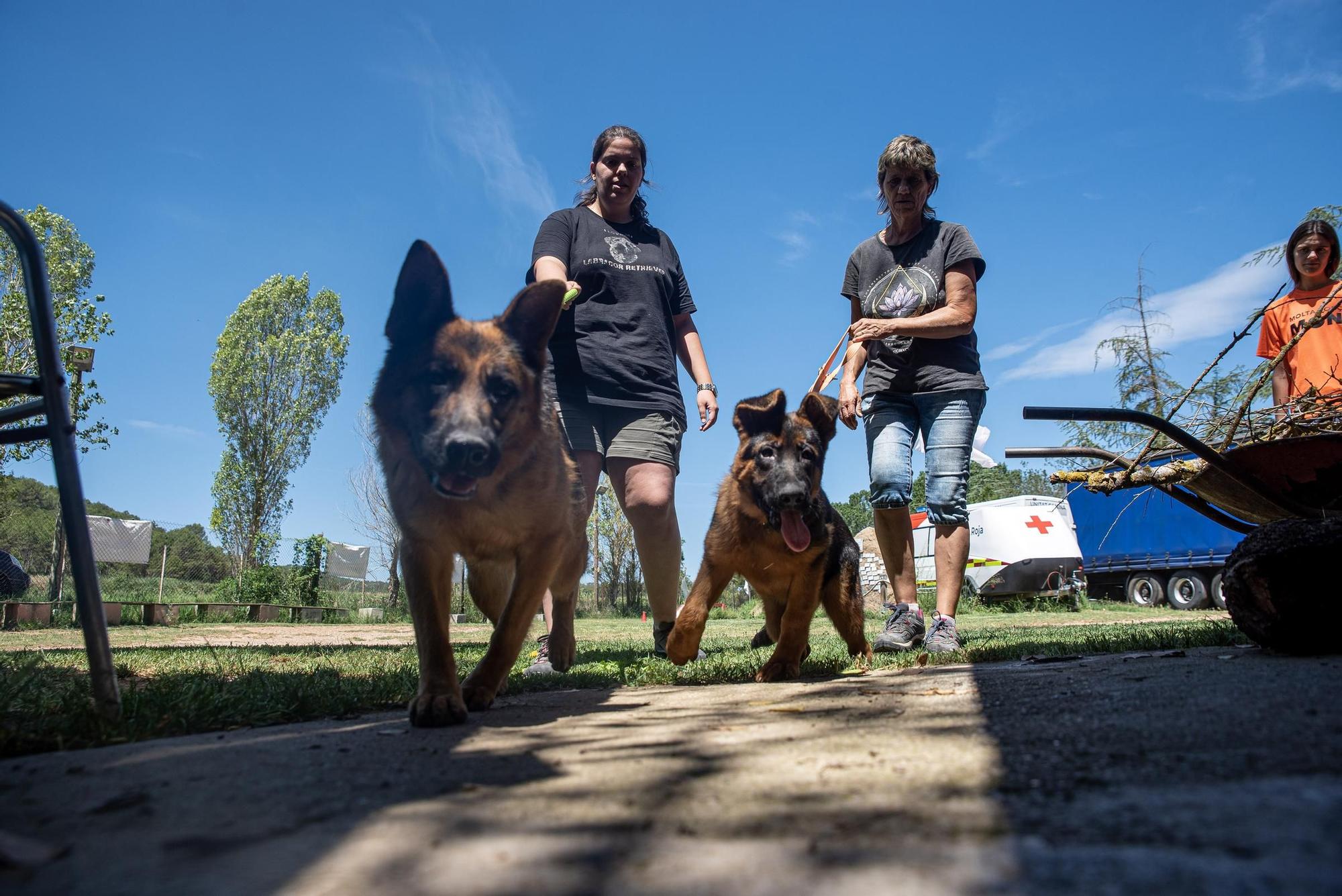 Residències canines:  Tres Pins de Balsareny