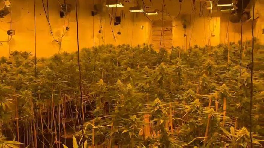 Plantación de marihuana hallada durante una redada