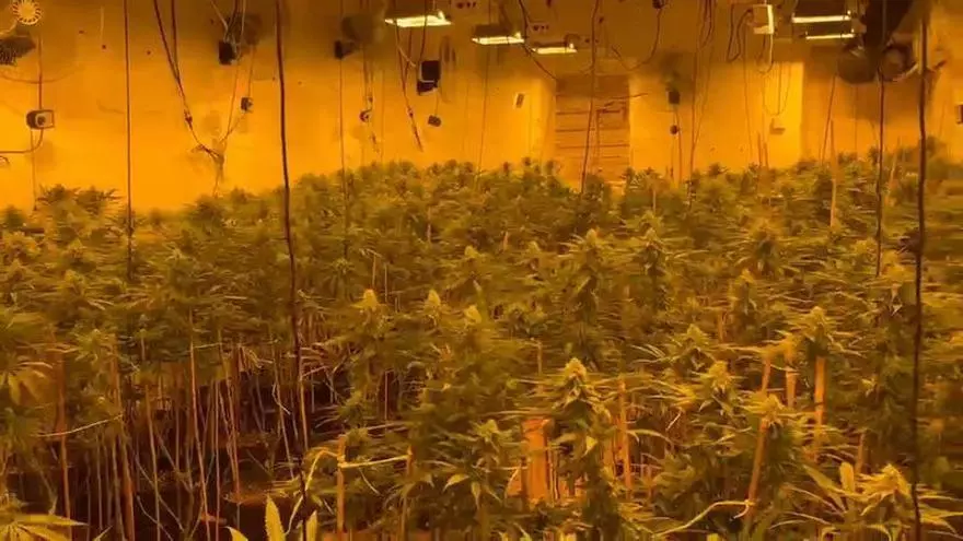 Plantación de marihuana hallada durante una redada en Los Mateos, Cartagena