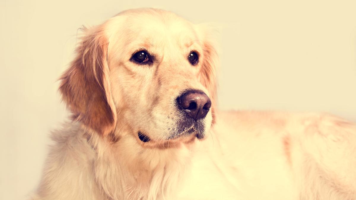 El Golden Retriever es una de las razas de perros de moda entre los españoles