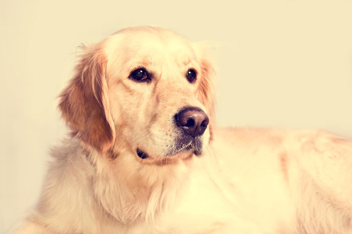 El Golden Retriever es una de las razas de perros de moda entre los españoles