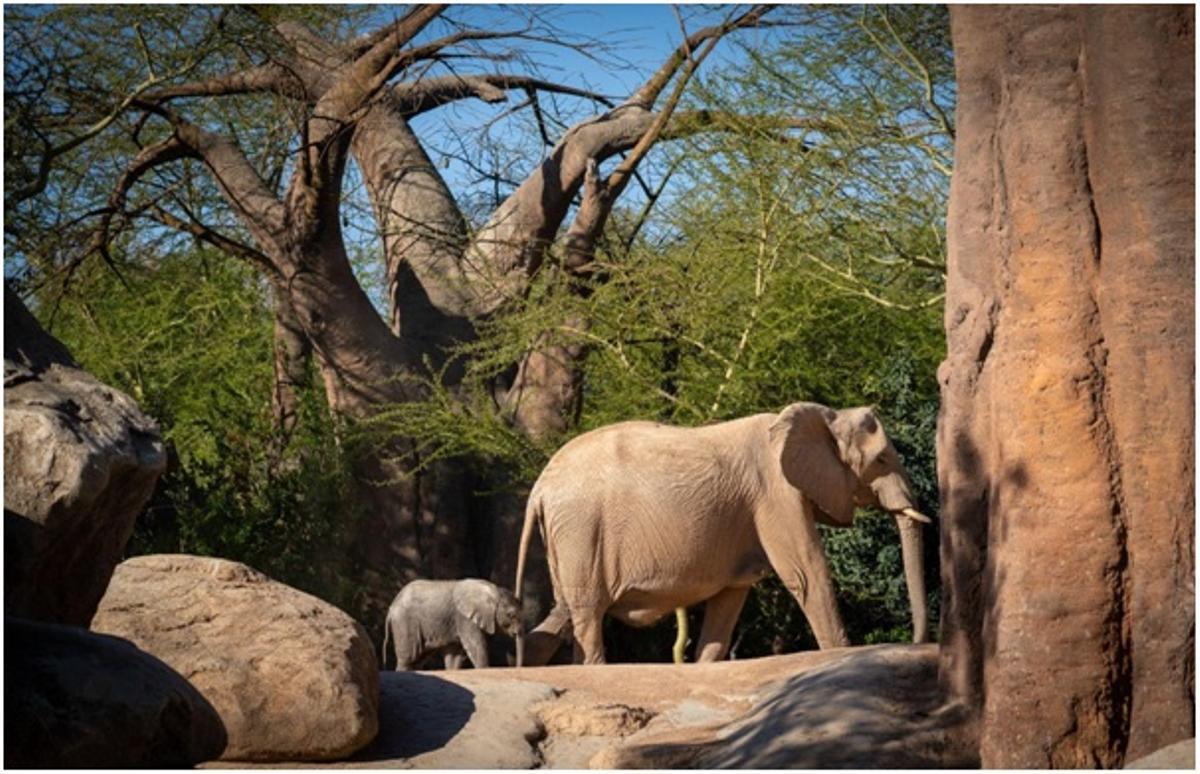 Las crías de elefantes cautivan a los visitantes de Bioparc Valencia.