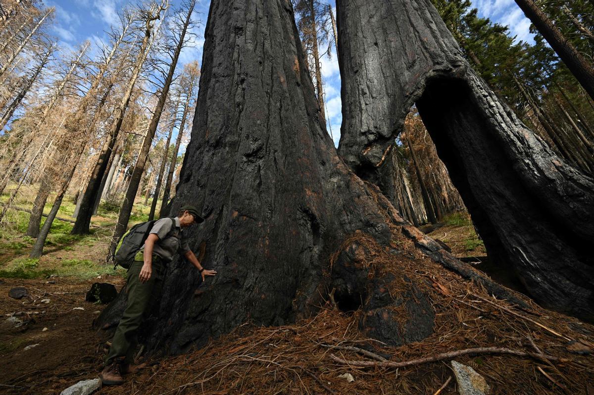 Las secuoyas gigantes de California, en riesgo por los incendios