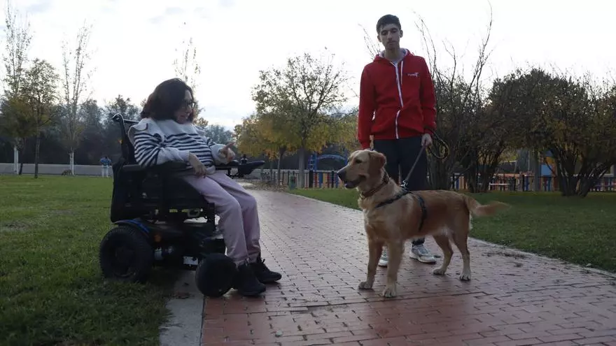 Los perros de asistencia, aliados para acompañamiento a personas con discapacidad en Córdoba